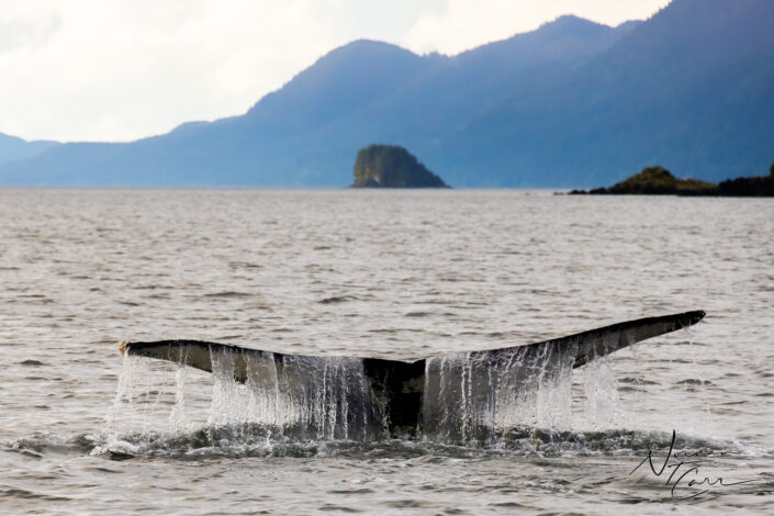 Catching tail outside of Juneau, AK