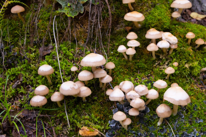 Graveyard Mushrooms at the Gold Rush Cemetery, Skagway, AK